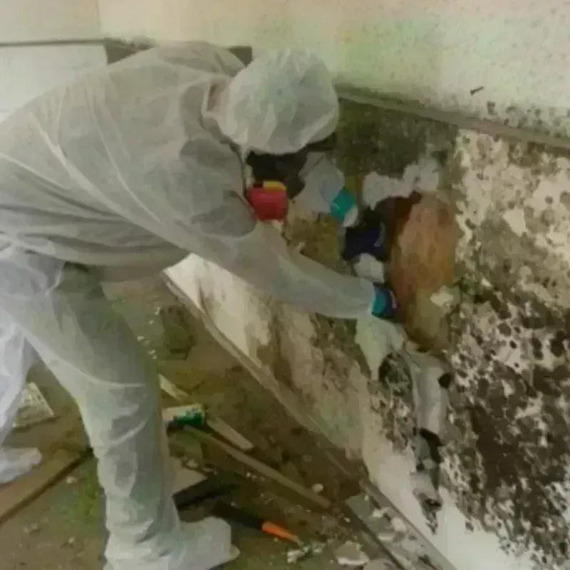 Mold Remediation and Removal in Breckenridge, TX